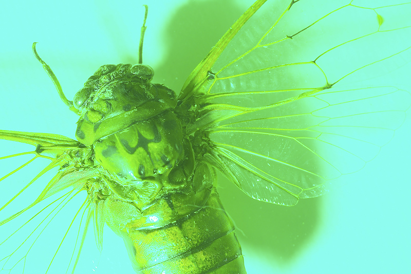 Maine Businessman Revives 100-Year-Old Fly Repellant
