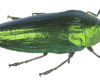 Borer, pest