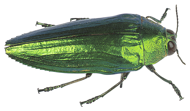Tree-Destroying Pest Infests Northern Maine