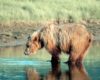 Bear, Hunting