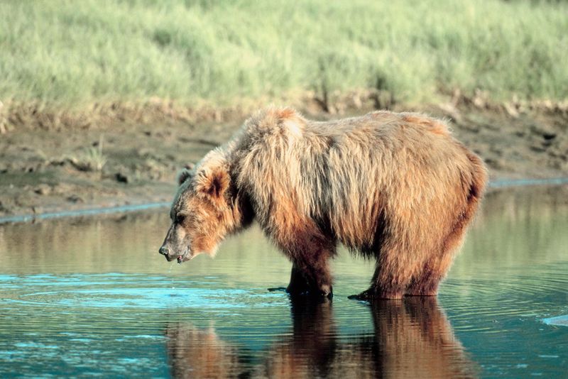 Biologists Expect Maine Hunters to Have Strong Bear Season