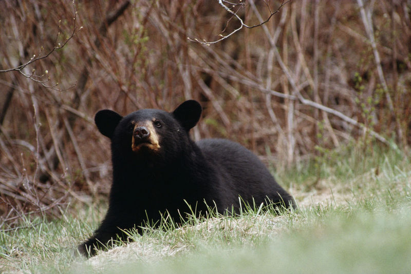 Fewer deer, turkeys and bears killed by Maine hunters