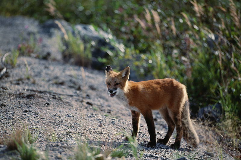 Maine seeks feedback on how to manage animals used for fur