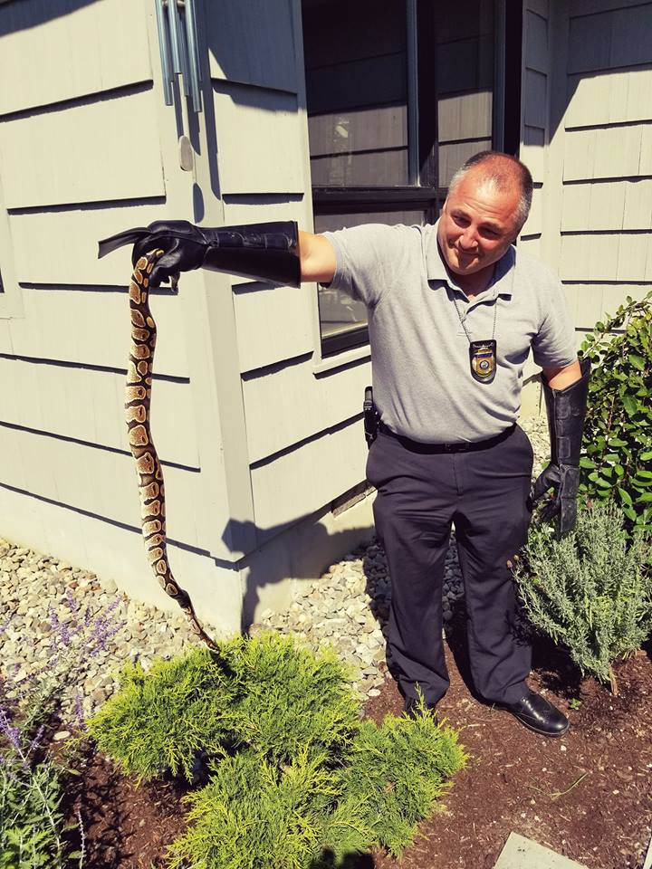 Pet Python on the Loose in Maine Following Previous Escape