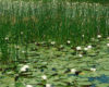 Invasive, Plant, Lake
