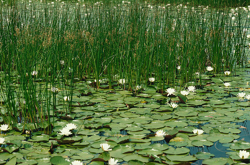 Unfamiliar Plant Discovered in a Maine Lake