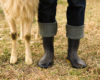 Livestock