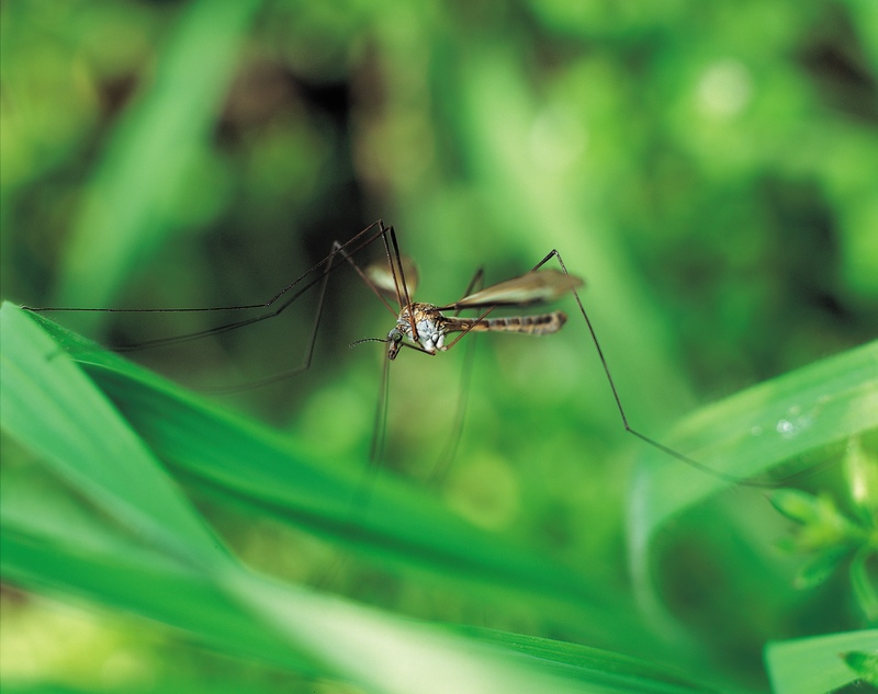 West Nile Virus Detected in Maine Mosquito Pool