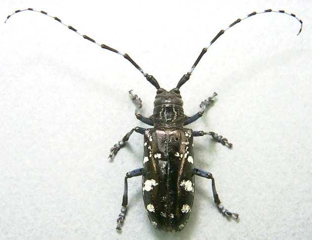 USDA Wants Help Finding Invasive Beetle in Maine, Elsewhere