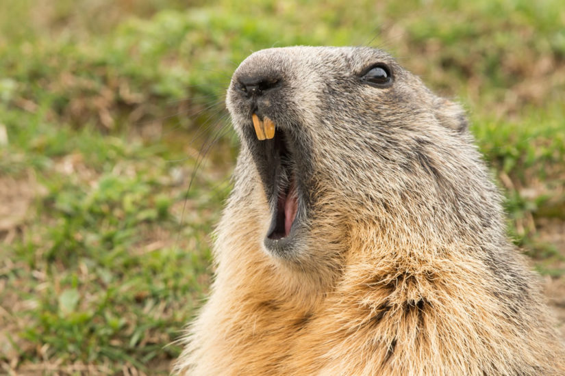 Rabid Groundhog Attacks Dog Near Home