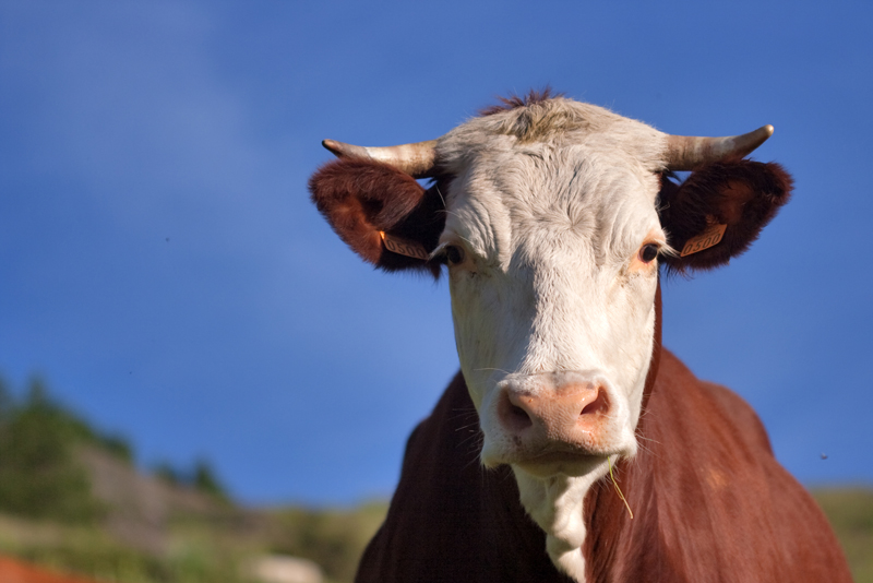 Pet Cow Shot and Killed in Maine, Owners Traumatized