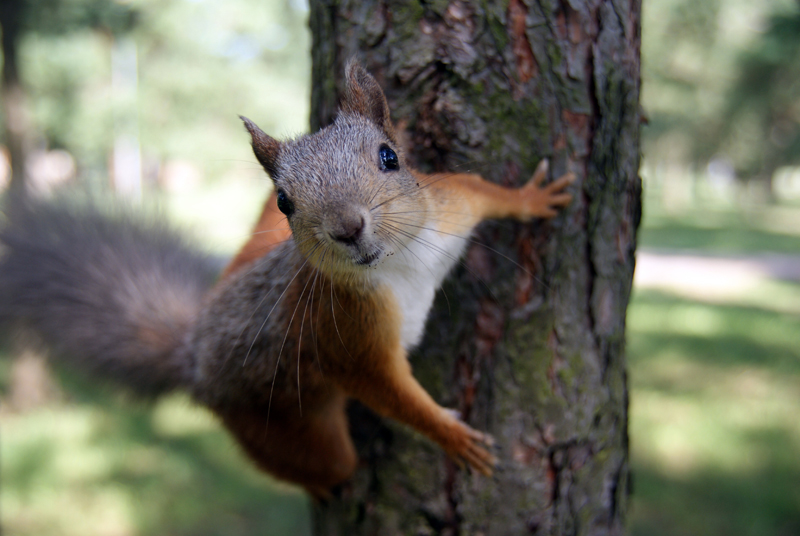 Muncha muncha muncha! Squirrels chow down on farmers’ crop