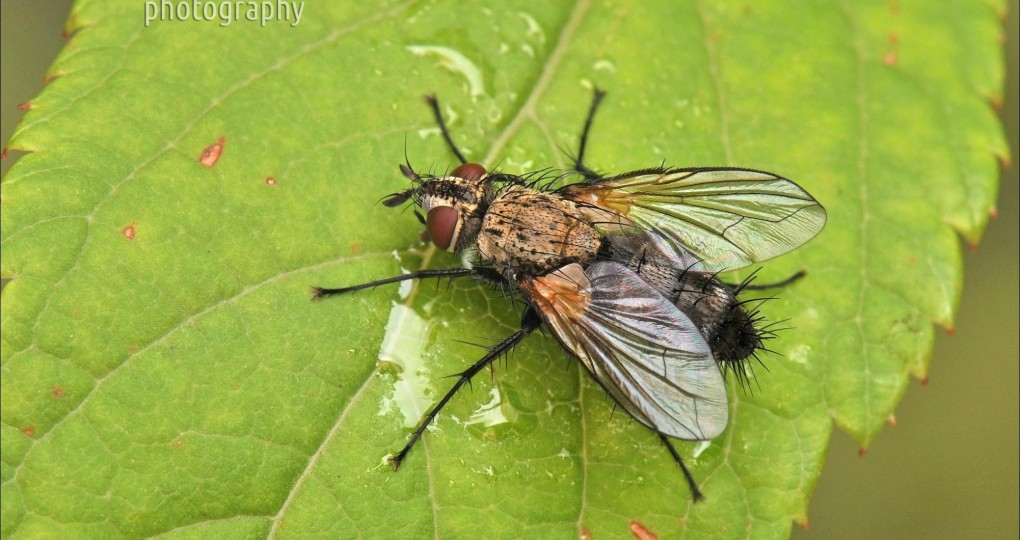 Flies To Be Released To Control Invasive, Destructive Moths