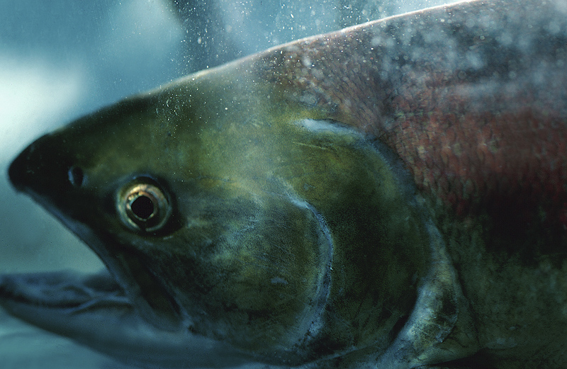 UMaine Team Gets Help in Battle with Salmon-Ruining Lice