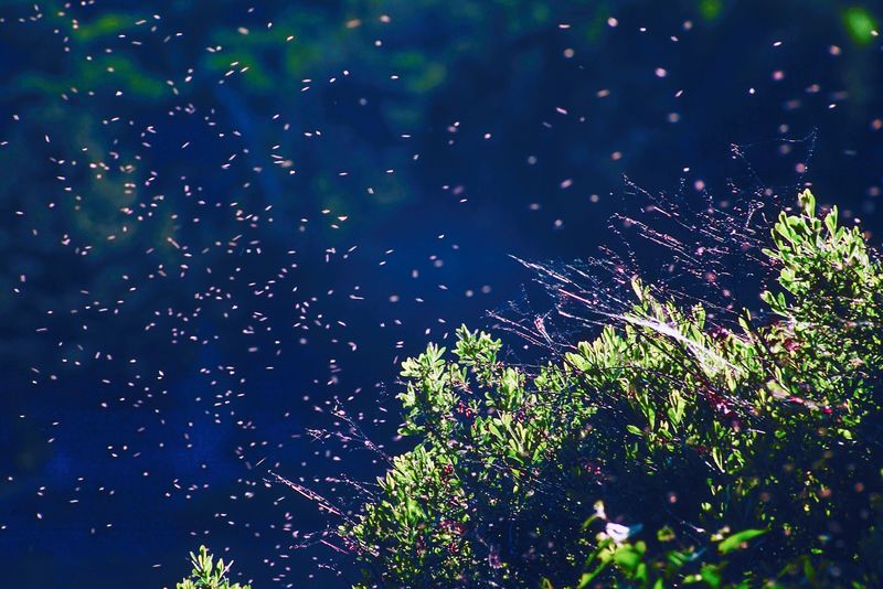 Bug That Gathers in Big Groups Annoying Some Mainers