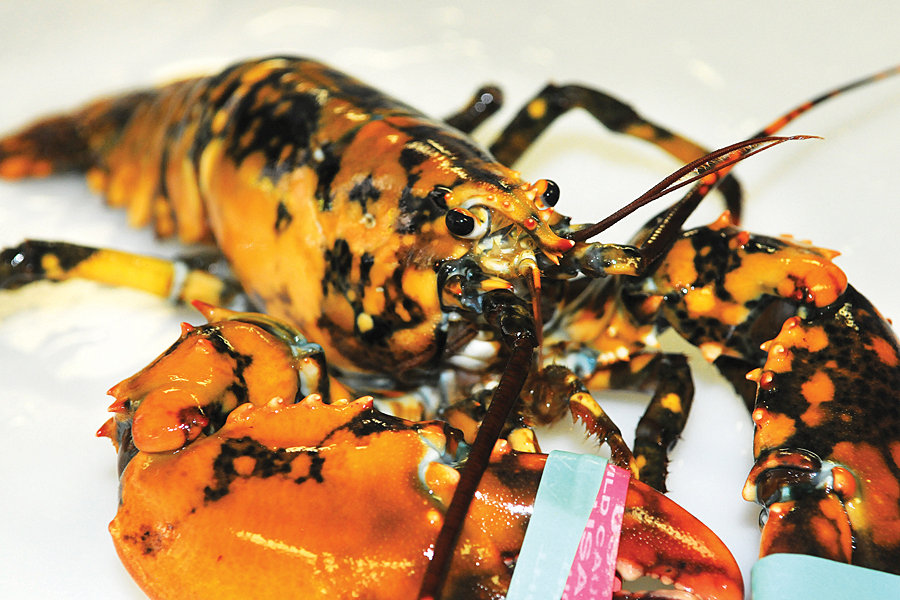 Rare Calico Lobster Caught Off The Coast Of Maine