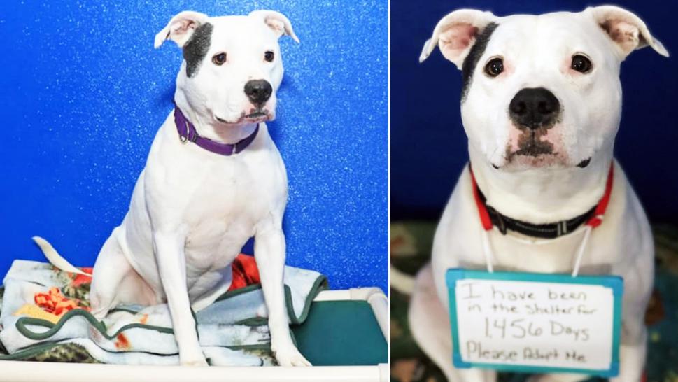 Dog In Shelter’s Care For 4 Years Gets Many Adoption Offers
