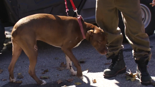 Auburn dog recovering after being hit by van