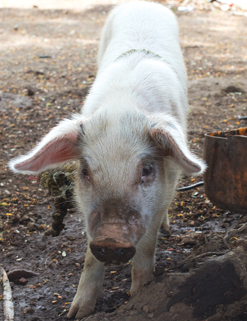 Run Piggie Run