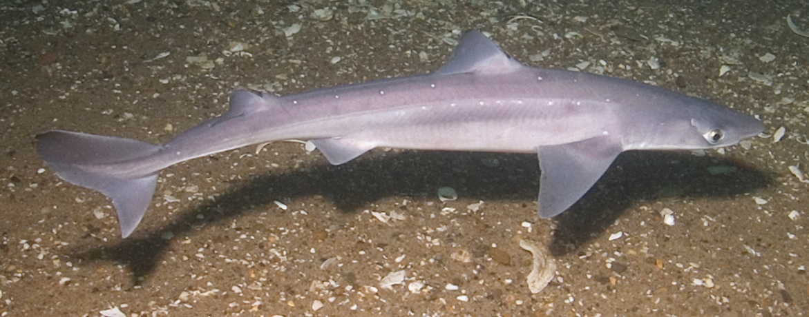 Dogfish Population Declines Off East Coast, As Will Harvest