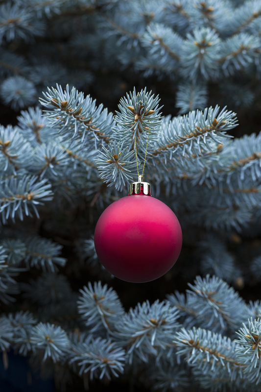 Holiday Tree to Arrive in Maine’s Largest City on Thursday