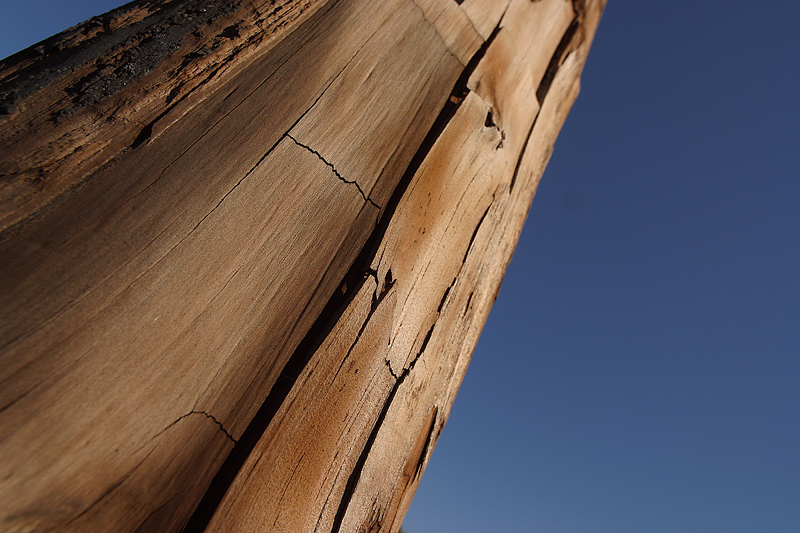 Maine Wants Residents to Help Peel Logs to Find Nasty Insect