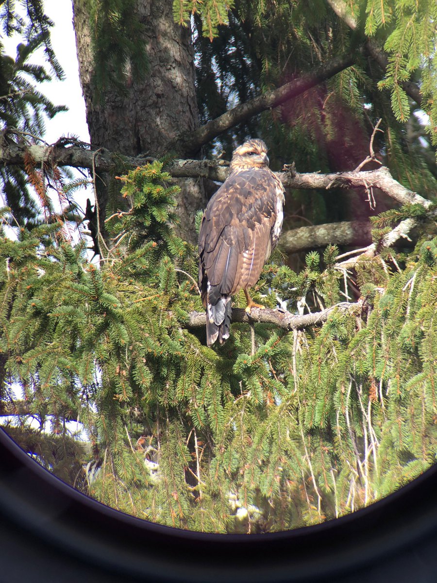 Hawk Native To South America Appears In Deering Oaks