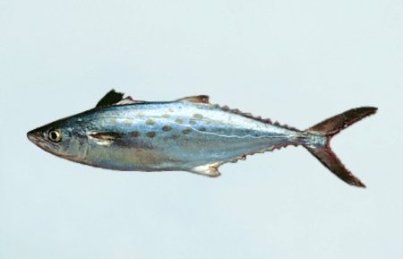Harvesting Banned For Fish Used In Sushi