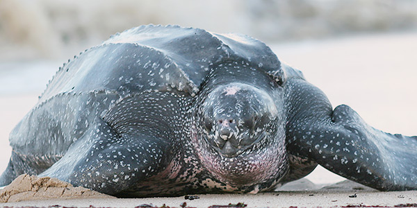 Aquarium Says Feds Should Consider New England Turtle Deaths