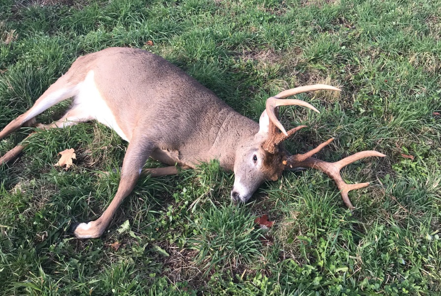 Wardens Search for Those Responsible for Illegal Deer Killing