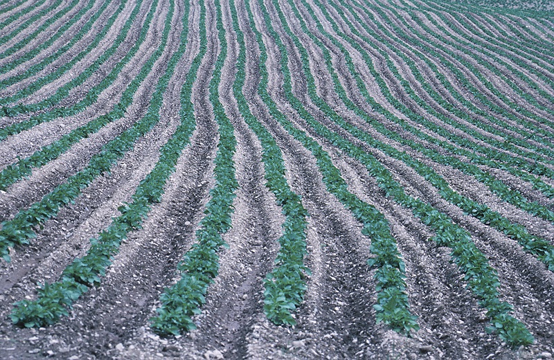 Maine potato farmers feeling optimistic ahead of harvest