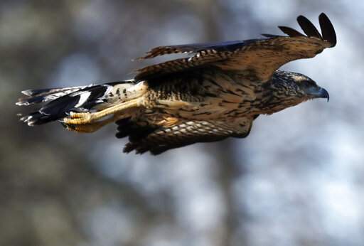 South American Hawk In Maine Euthanized As Condition Worsens