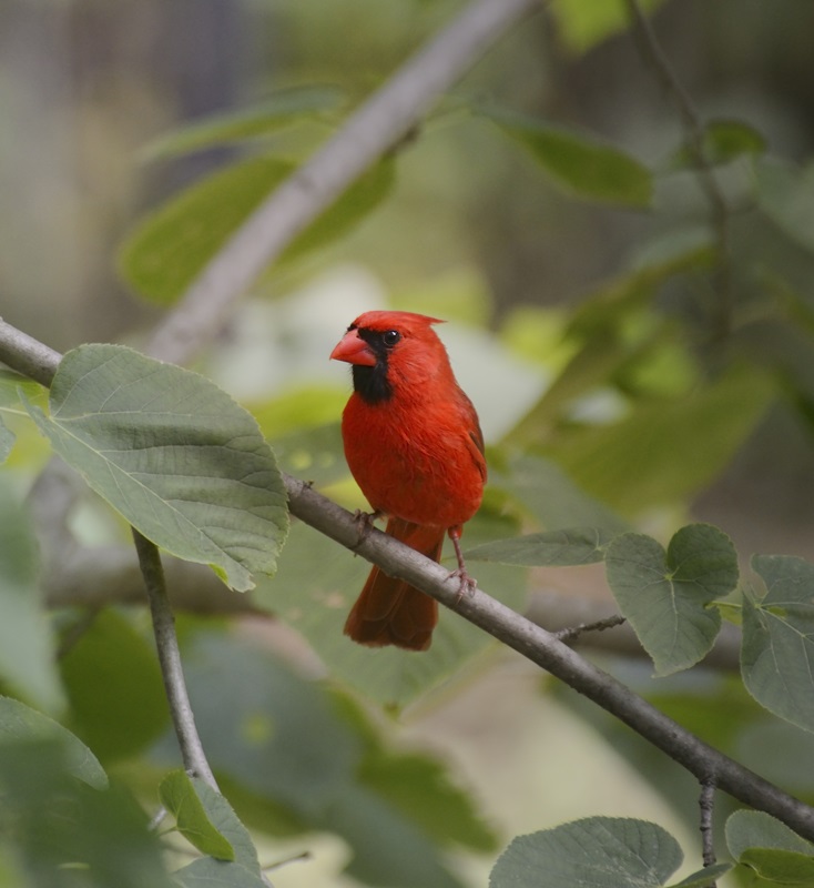 Birding Group Limits Online Posts Over Hunting Concerns