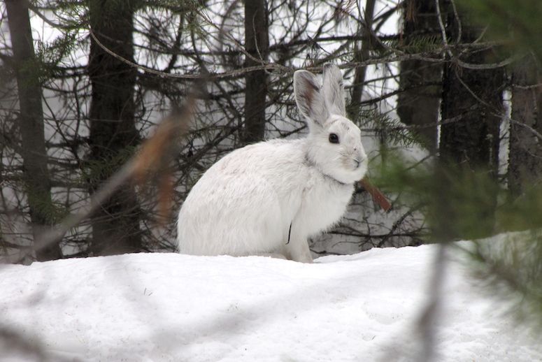 Man Hit By Shotgun Pellets While Rabbit Hunting