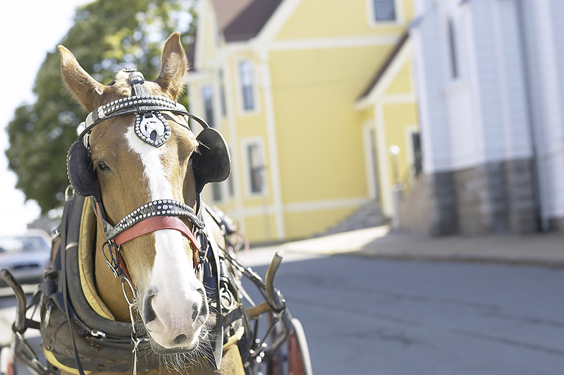 Lawmakers Consider Reflectors, Lights on Horse-Drawn Buggies