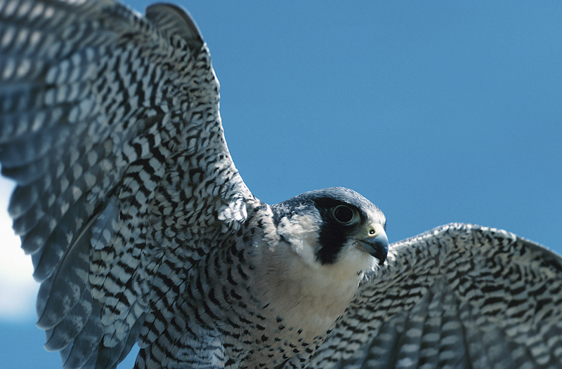 3 Acadia Trails Closed Because of Nesting Falcons 3 Acadia Trails Closed Because of Nesting Falcons