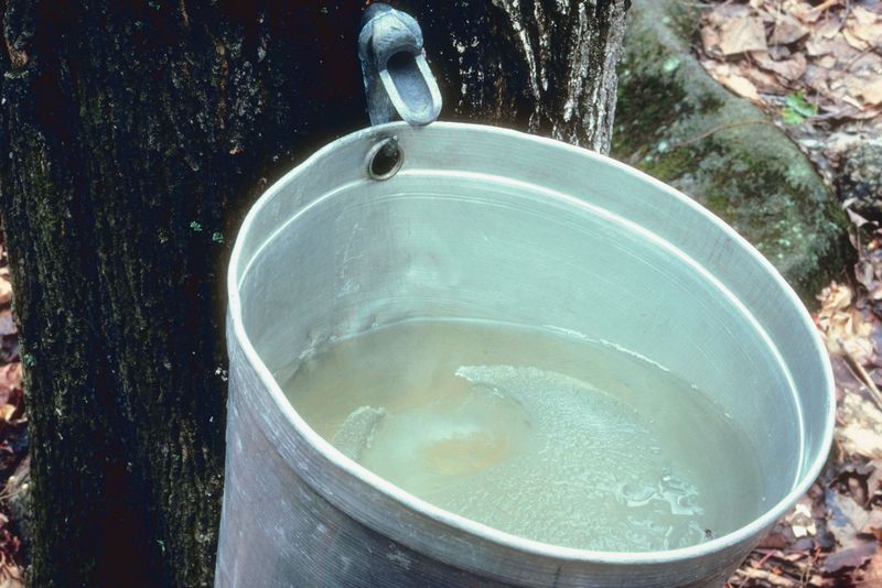 Maine Passes Tax Refund for Commercial Maple Syrup, Honey Maine Passes Tax Refund for Commercial Maple Syrup, Honey