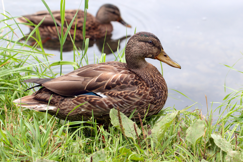 Gardiner Woman Seeks Prosthetic Leg For Duck After Fox Attack