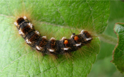 Maine might give towns money to stop rash-causing moth
