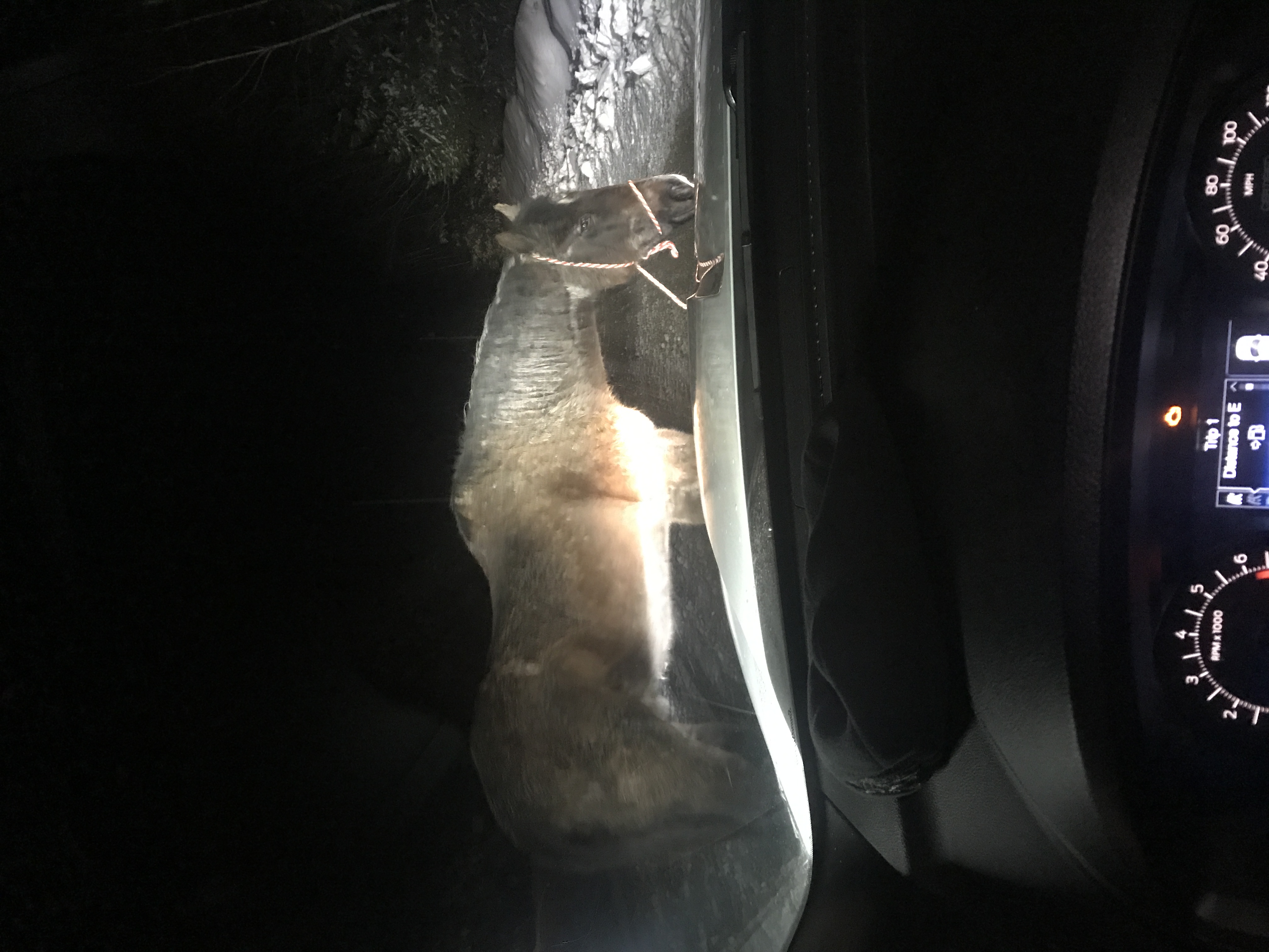 A Horse, a Highway, a Whisperer — and a Happy Ending