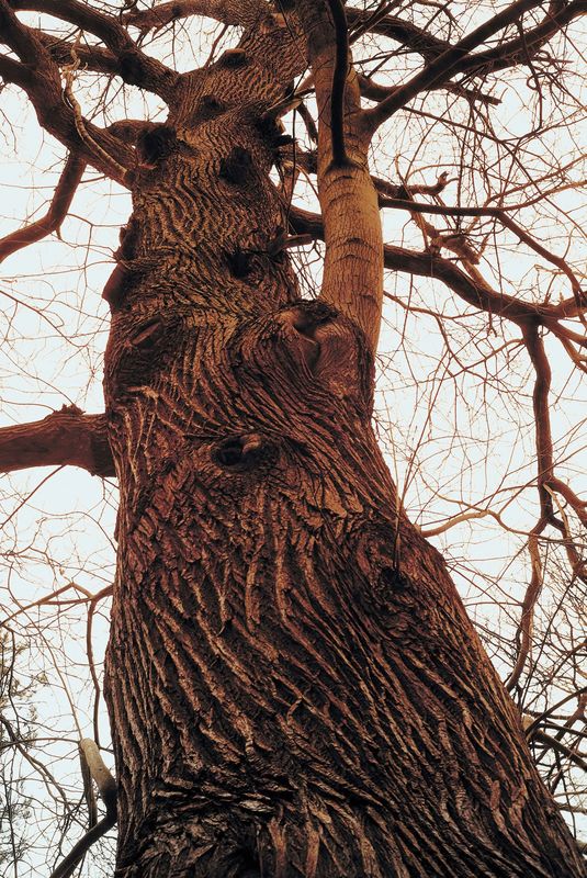Portland to treat park trees to stop destructive moth