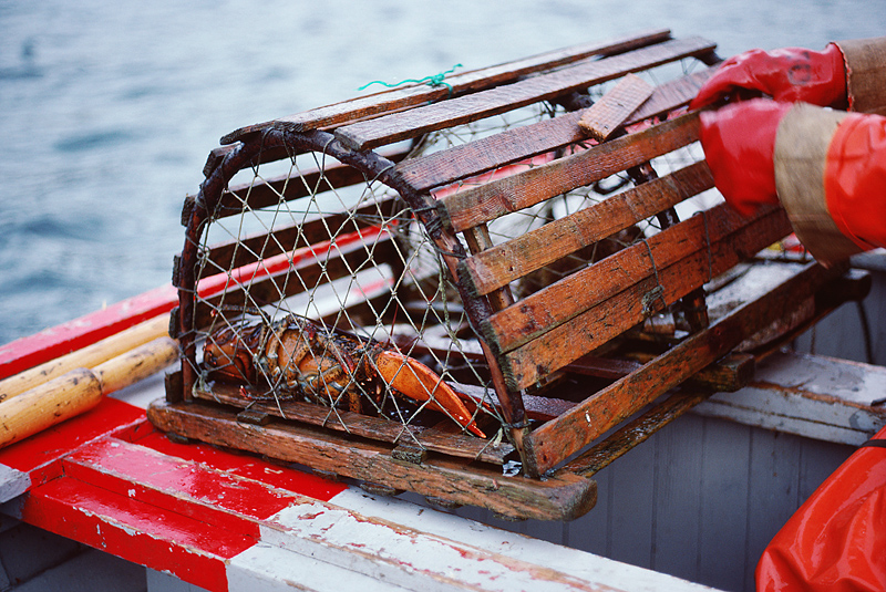 Slow lobster season so far in Maine, but price is steady