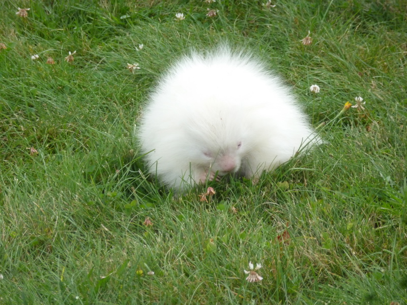 Rare albino porcupine spotted in Kennebunkport