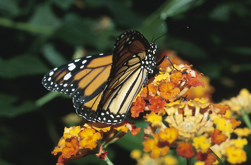App allows butterfly finders to contribute to conservation