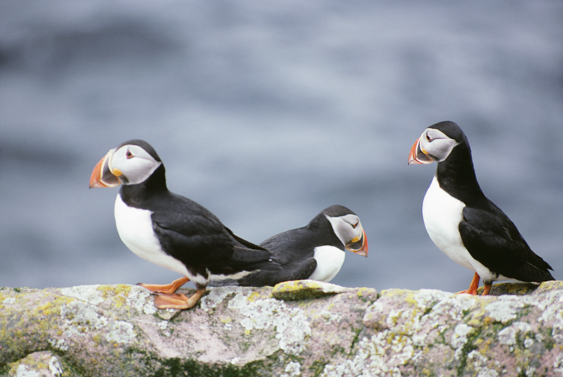 Puffins fill up nesting islands this year despite challenges
