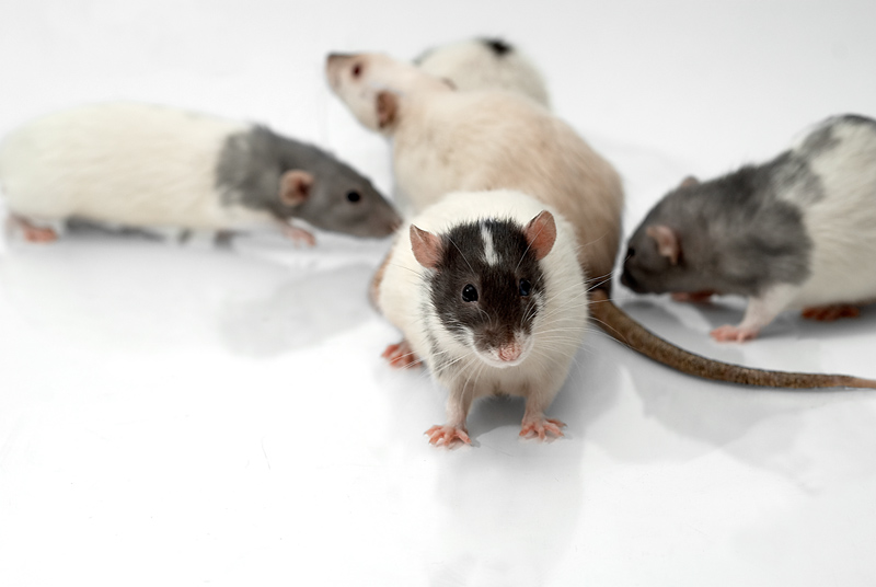 Rat Infestation Plagues Town For Over 6 Months