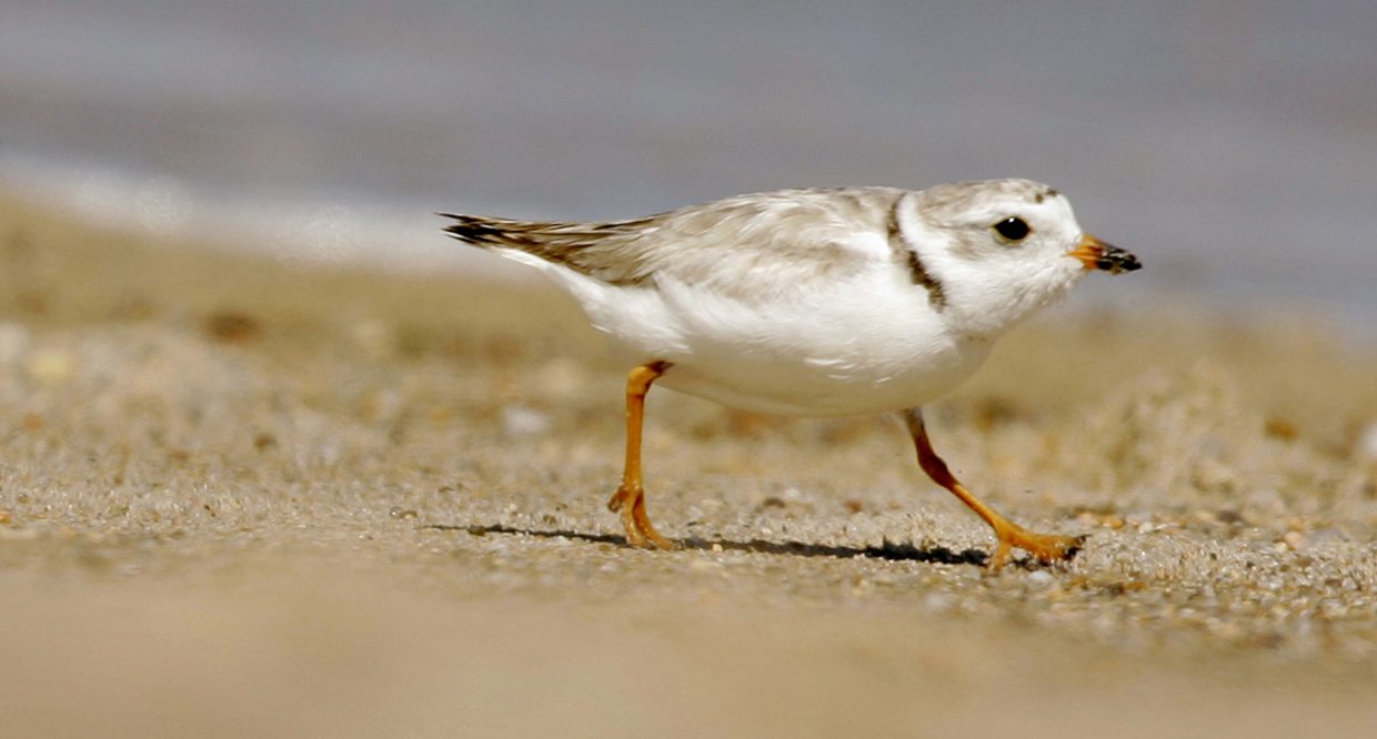 Officials: Piping plovers set a record for chicks in Maine
