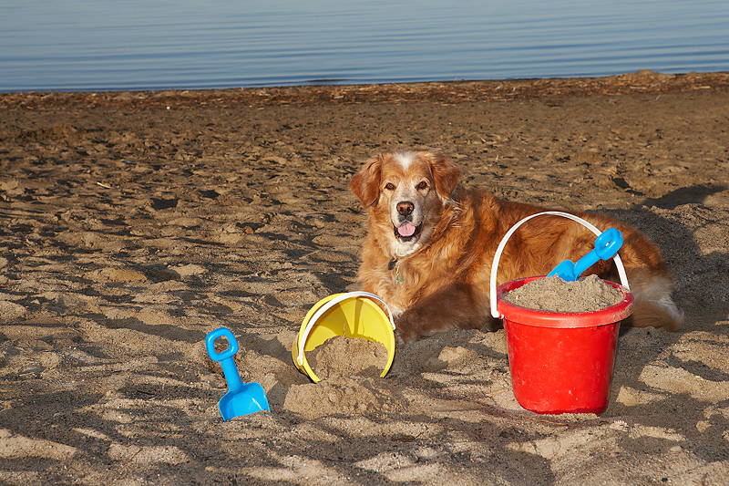 Pet Walk Raises Money for Injured Maintenance Worker