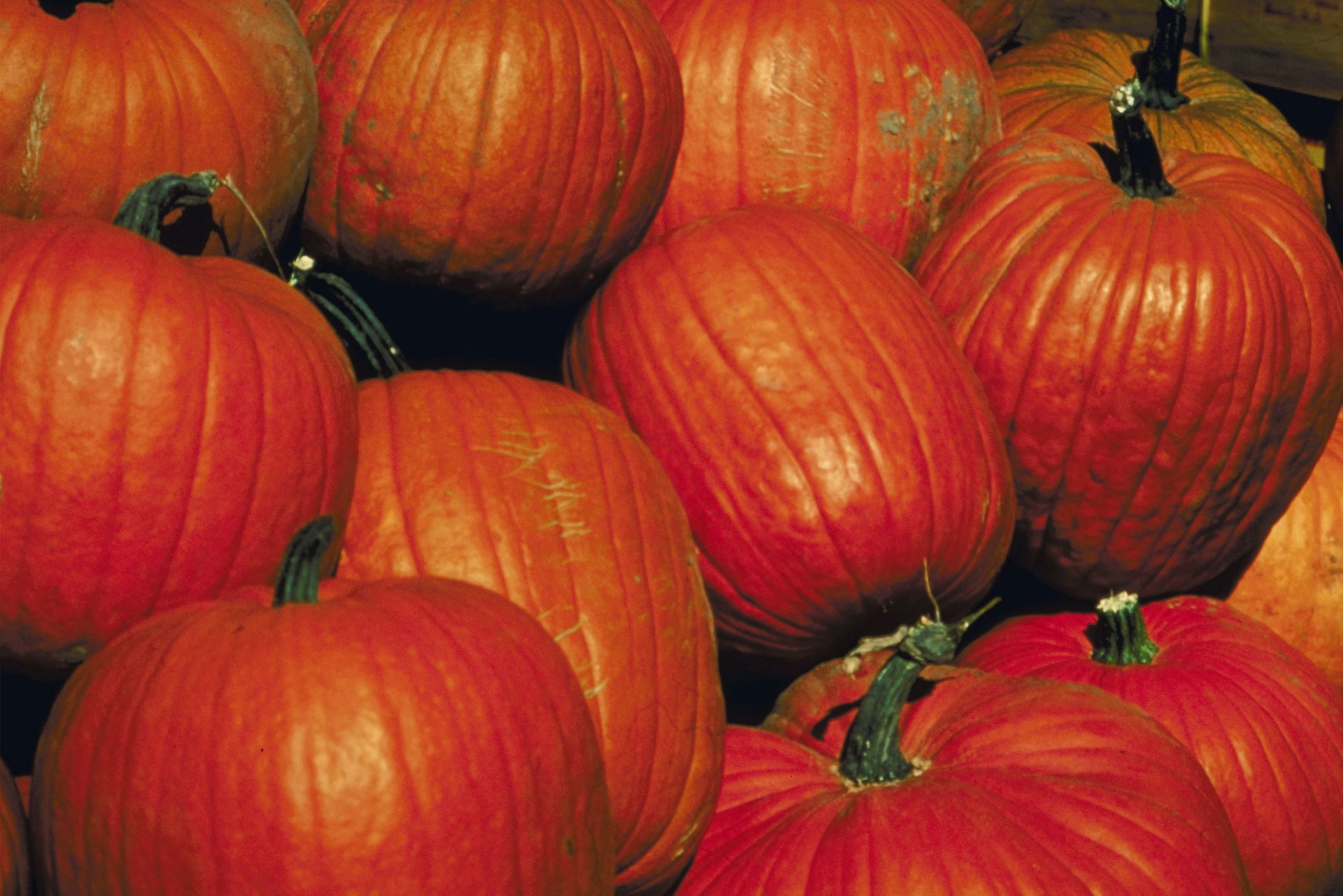 Maine fair known for huge pumpkins back from pandemic hiatus