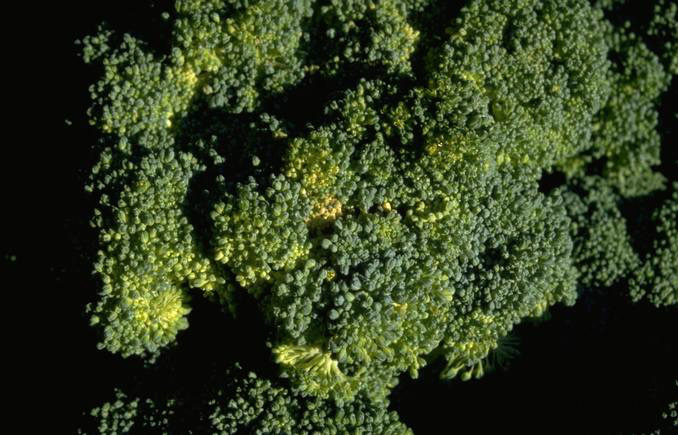 Pest that feasts on broccoli found in Maine for first time
